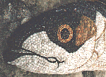 Detail of Mackerel head